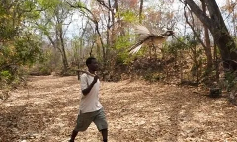 Độc đáo phương ngữ giao tiếp với chim dẫn đường của cộng đồng săn mật ong Mozambique