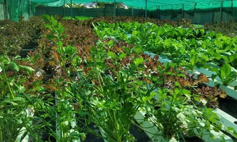 Vụ đông xuân 2025–2026: Vừa lấy nước, vừa chống rét để bảo đảm sản lượng gần 13 triệu tấn lúa