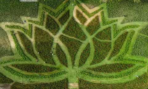 Đóa sen khổng lồ từ hơn 50.000 chậu hoa khoe sắc ở Kinh thành Huế