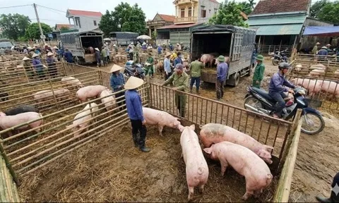 Giá heo hơi hôm nay 31/1: Miền Bắc giảm nhẹ, miền Nam quay đầu tăng