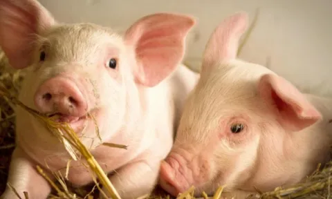 Giá heo hơi hôm nay 1/2: Thị trường cả nước bước vào giai đoạn điều chỉnh