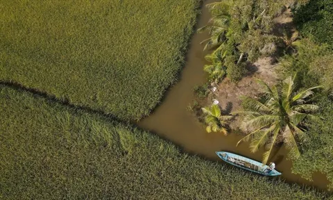 Chuyện lạ Cà Mau: Nuôi loài ‘thuỷ quái’ xanh biếc cùng với lúa, dân thu lãi kỷ lục chưa từng có
