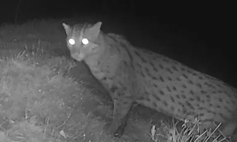 Mèo cá quý hiếm tái xuất hiện tại Campuchia, thêm hy vọng về sự phục hồi