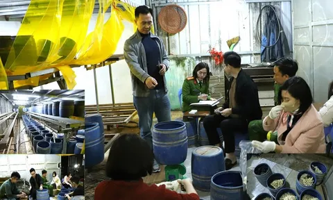 Khởi tố, bắt tạm giam đối tượng sản xuất gần 2,8 tấn giá đỗ bằng chất cấm