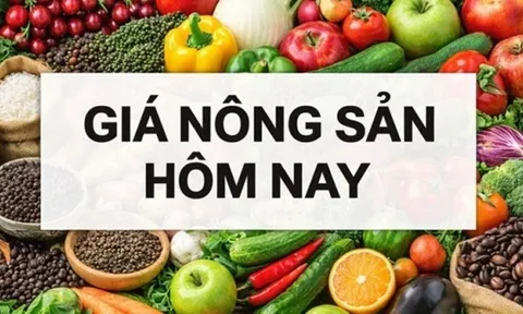 Giá nông sản hôm nay 12/2/2026: Giá cà phê trong nước có tín hiệu tích cực; Nguồn thu tăng 300%, Tòa án tối cao Mỹ khó đưa phán quyết về thuế quan?
