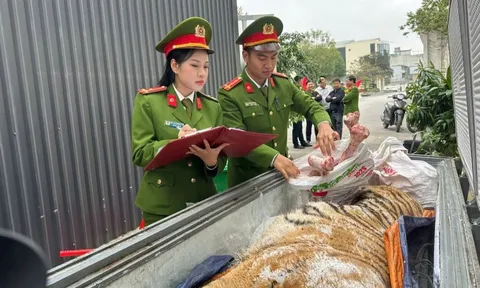 Khởi tố, bắt tạm giam đối tượng xây hầm bí mật dưới lòng đất để nấu cao hổ