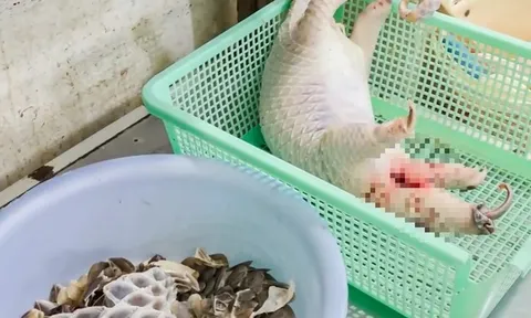 Phát hiện tê tê Java quý hiếm bị giết mổ trong bếp nhà hàng, công an vào cuộc