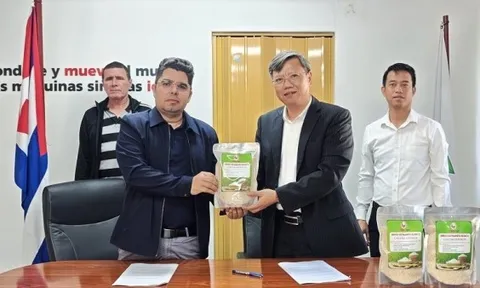 Bàn giao 250 tấn gạo do doanh nghiệp Việt Nam sản xuất, góp phần bảo đảm an ninh lương thực cho Cuba