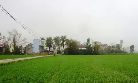 'Rốn lũ' Hòa Thịnh: Miền xanh hy vọng đã nảy mầm