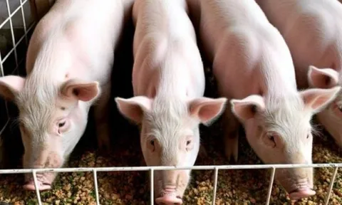 Giá heo hơi hôm nay 19/2: Thị trường về điểm cân bằng, dao động trong khoảng 70.000 - 73.000 đồng/kg