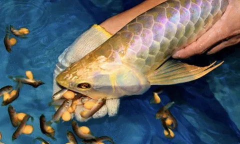 13 người nhập viện cấp cứu nghi do ăn trứng cá rồng 0