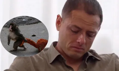 Khỉ con 'cô đơn' khiến Chicharito khóc nức nở