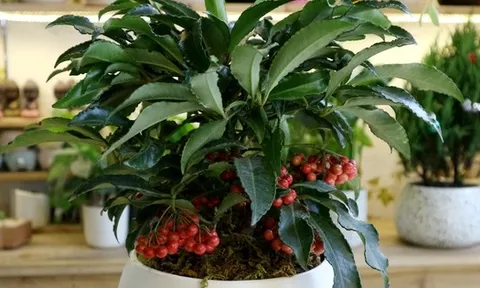 5 loại cây nên trồng trong nhà vào ngày vía Thần Tài