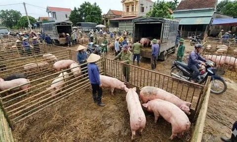 Giá heo hơi hôm nay 26/2: Miền Bắc và Trung đồng loạt rớt giá mạnh, đỉnh neo ở giá 72.000 đồng/kg