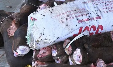 Phát hiện 2 kho lạnh chứa gần 6 tấn đuôi, chân trâu bò bốc mùi thối