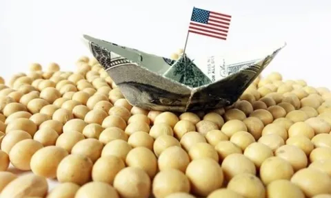 Trung Quốc - Khách hàng mua đậu tương lớn nhất và không thể thay thế của Mỹ