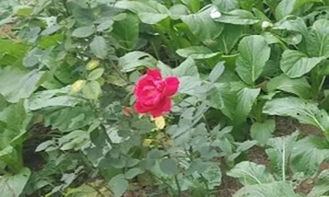 Café ngày mới: Cội nguồn của niềm yêu sống