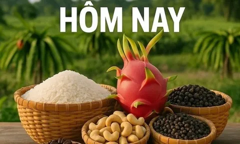 Giá nông sản hôm nay 7/3/2026: Giá cà phê giữ mạch tăng cuối tuần; Chính phủ