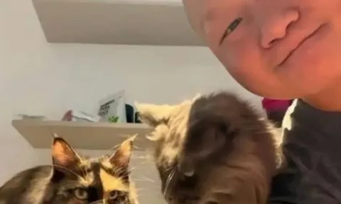 Trung Quốc: Dịch vụ chăm sóc mèo