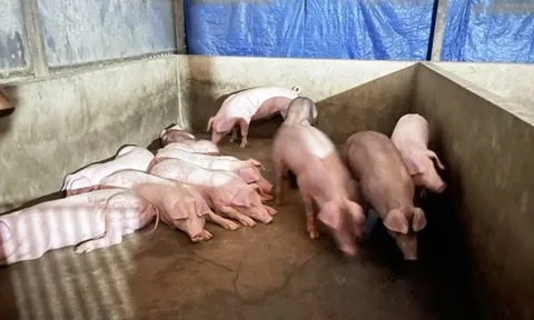 Giá heo hơi hôm nay 11/3: Miền Bắc và Trung ổn định, miền Nam giảm nhẹ