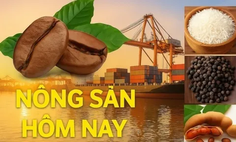 Giá nông sản hôm nay 12/3/2026: Giá cà phê