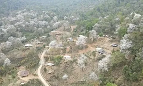 Hoa ban và mạch nguồn văn hóa Điện Biên