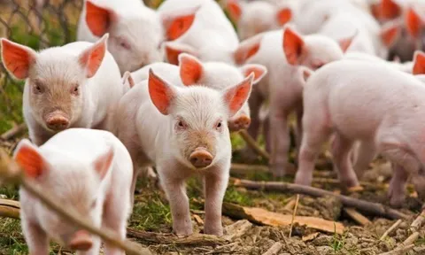 Giá heo hơi hôm nay 17/3: Miền Bắc và Trung - Tây Nguyên tăng nhẹ, miền Nam ổn định