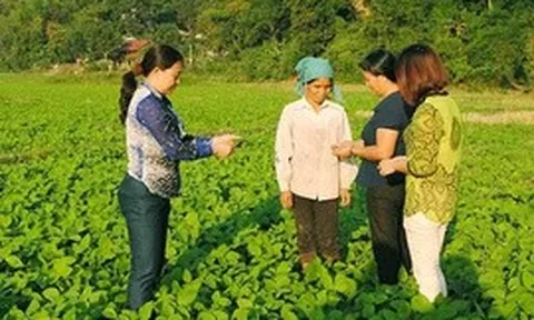 "Người dẫn đường" quan trọng của nông dân trong kỷ nguyên mới