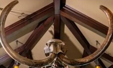 Hai du khách làm vỡ ngà voi ma mút 10.000 năm tuổi