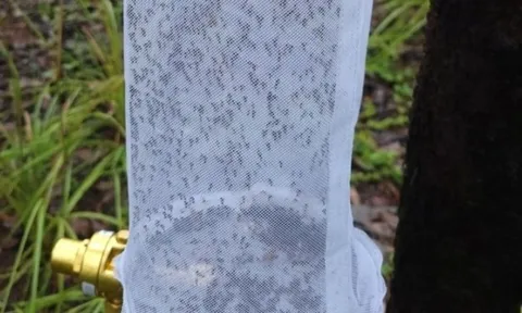 Dùng muỗi làm 'thiết bị' giám sát động vật hoang dã ở Australia