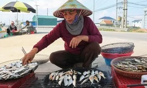 Thích thú trải nghiệm mùa cá trích ở Nghệ An