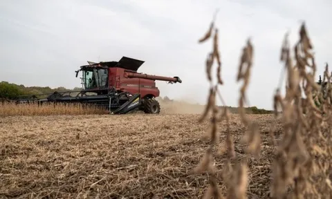 Giá phân bón tăng vọt, nông dân Mỹ thêm gánh nặng trong bối cảnh căng thẳng tại Trung Đông