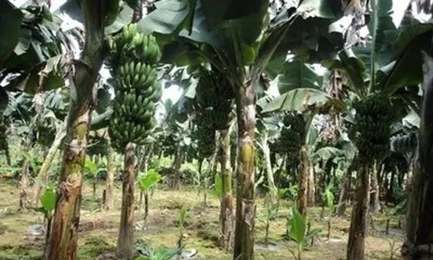 Em trai đâm anh ruột tử vong chỉ vì mất buồng chuối