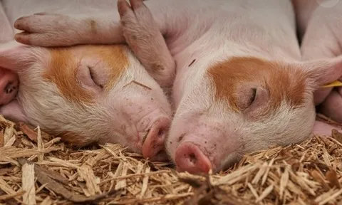 Giá heo hơi hôm nay 26/3: Duy trì ổn định, giao dịch trong khoảng 63.000 – 69.000 đồng/kg