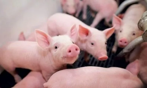 Giá heo hơi hôm nay 29/3: Trên đà giảm nhanh ở cả 3 miền, dao động từ 66.000 - 77.000 đồng/kg