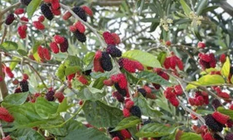 Loại quả “siêu dinh dưỡng” tốt ngang nhân sâm, giá rẻ bất ngờ, đang vào mùa chín rộ