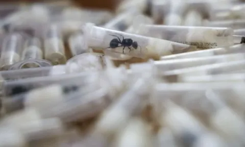 Lý do loài kiến thợ ở Đông Phi được các tổ chức buôn lậu 'săn tìm'