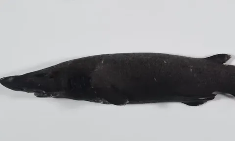 Phát hiện hàng trăm loài sinh vật mới dưới đáy biển sâu Australia