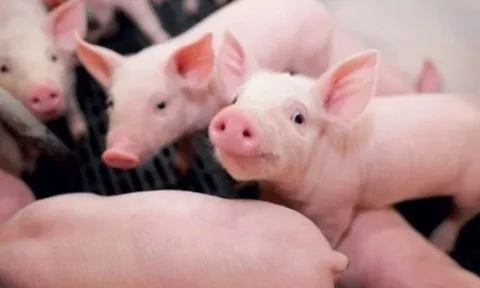 Giá heo hơi hôm nay 2/4: Miền Bắc và Trung - Tây Nguyên phục hồi nhẹ, miền Nam giữ ổn định, dao động từ 62.000 - 68.000 đồng/kg