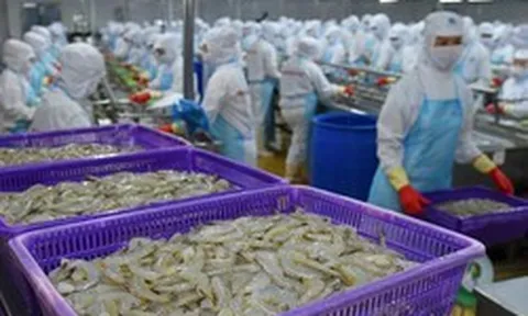 Từng được kỳ vọng lãi gấp đôi 'sau 1 đêm', đại gia tôm Việt Nam 'nhịn' lãi, quyết không hoàn nhập dự phòng giữa đòn bão thuế của Mỹ