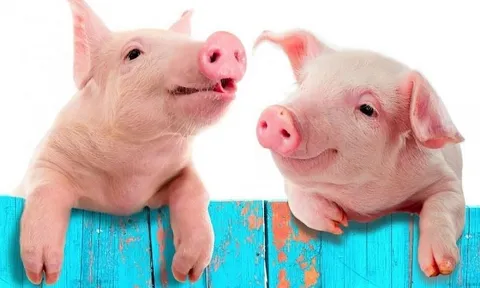 Giá heo hơi hôm nay 5/4: Miền Bắc phục hồi rõ nét, miền Nam duy trì cao nhất cả nước, mức đỉnh 68.000 đồng/kg