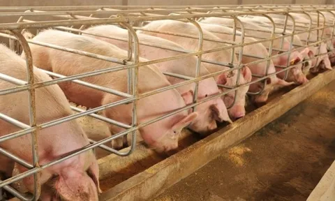 Giá heo hơi hôm nay 6/4: Tiếp đà tăng nhẹ ở miền Bắc và miền Trung - Tây Nguyên, miền Nam đi ngang