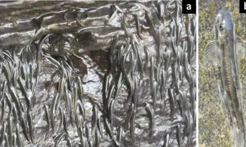 Phi thường loài cá tí hon biết bám vách đá bơi ngược thác nước cao 15m