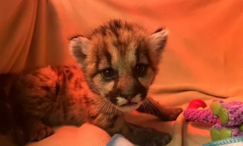 Cứu sống thành công sư tử núi 3 tuần tuổi bị bỏ rơi tại California (Mỹ)