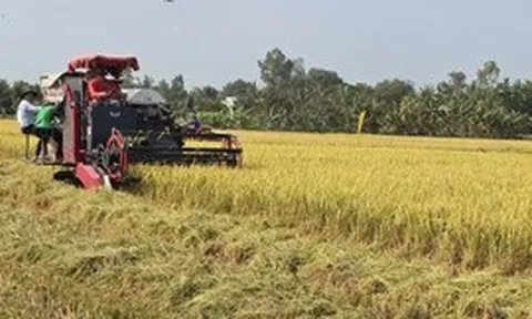 Tái tổ chức chuỗi sản xuất để lúa gạo 'được mùa, được cả giá'