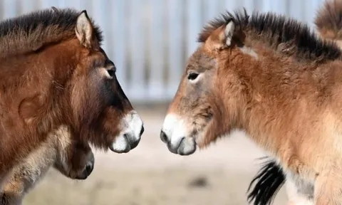 Trung Quốc khôi phục thành công loài ngựa hoang quý hiếm