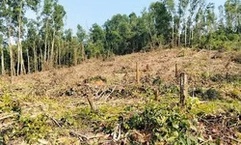 Nguyên giám đốc khai thác rừng trái phép, đơn vị quản lý “quên” báo cáo