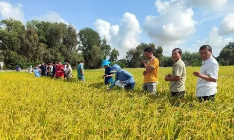 EAF: Việt Nam cần gắn các chính sách hỗ trợ nông dân với việc sản xuất lúa gạo phát thải thấp
