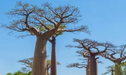 Giải mã lịch sử khí hậu 700 năm của Madagascar từ cây bao báp cổ thụ