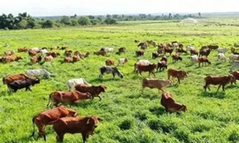 Ngăn chặn nguy cơ xâm nhập virus lở mồm long móng serotype SAT1 vào Việt Nam